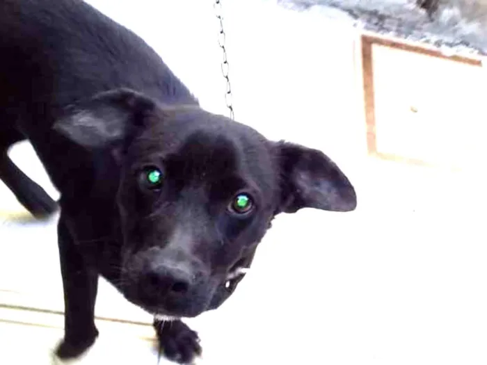Cachorro ra a Indefinida idade 2 a 6 meses nome Sem nome