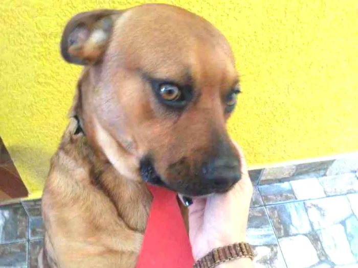 Cachorro ra a Vira lata idade 3 anos nome Leão