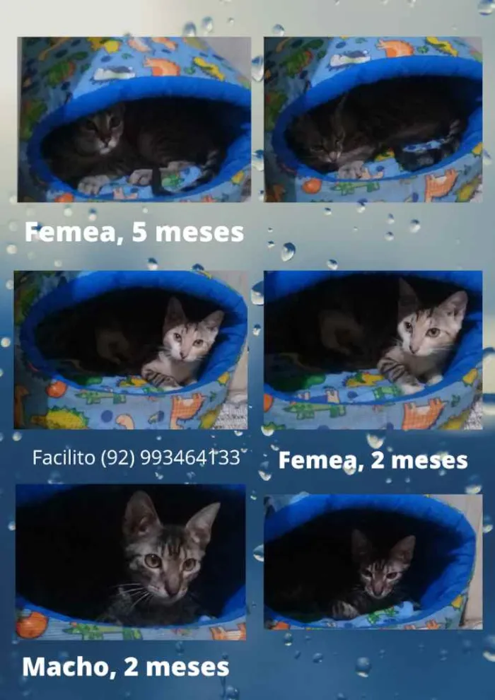 Gato raça Mestiços idade  nome Sem nome
