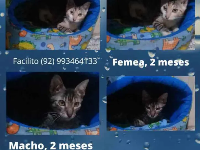 Gato raça Mestiços idade  nome Sem nome
