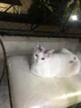 Valentina
