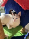 Valentina