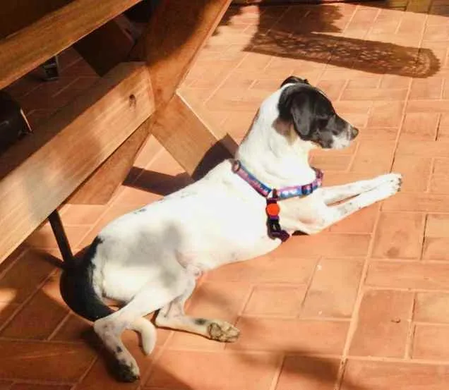 Cachorro ra a RND idade 1 ano nome Bruce