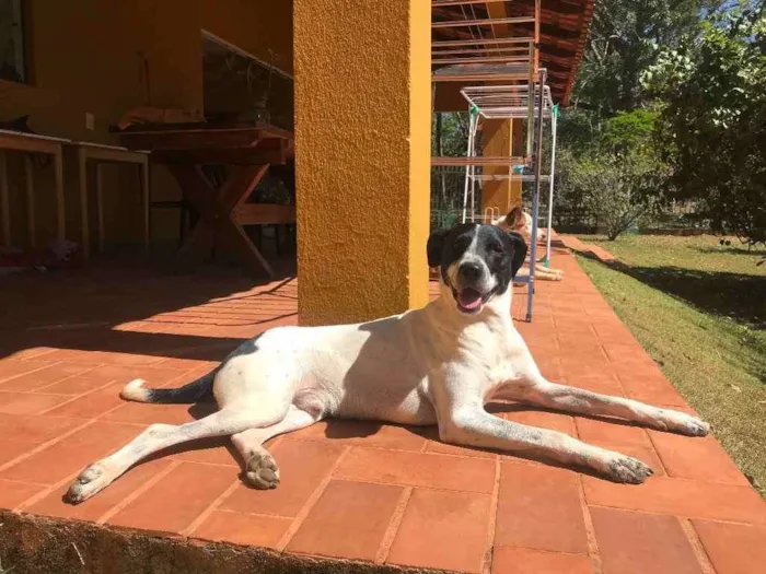 Cachorro ra a RND idade 1 ano nome Bruce
