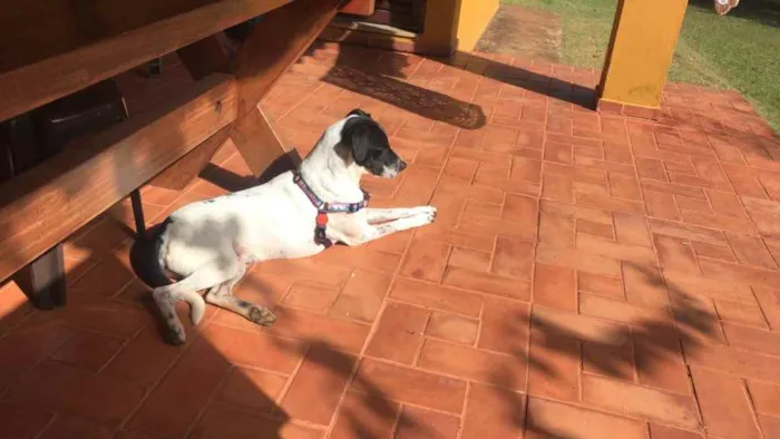 Cachorro ra a RND idade 1 ano nome Bruce