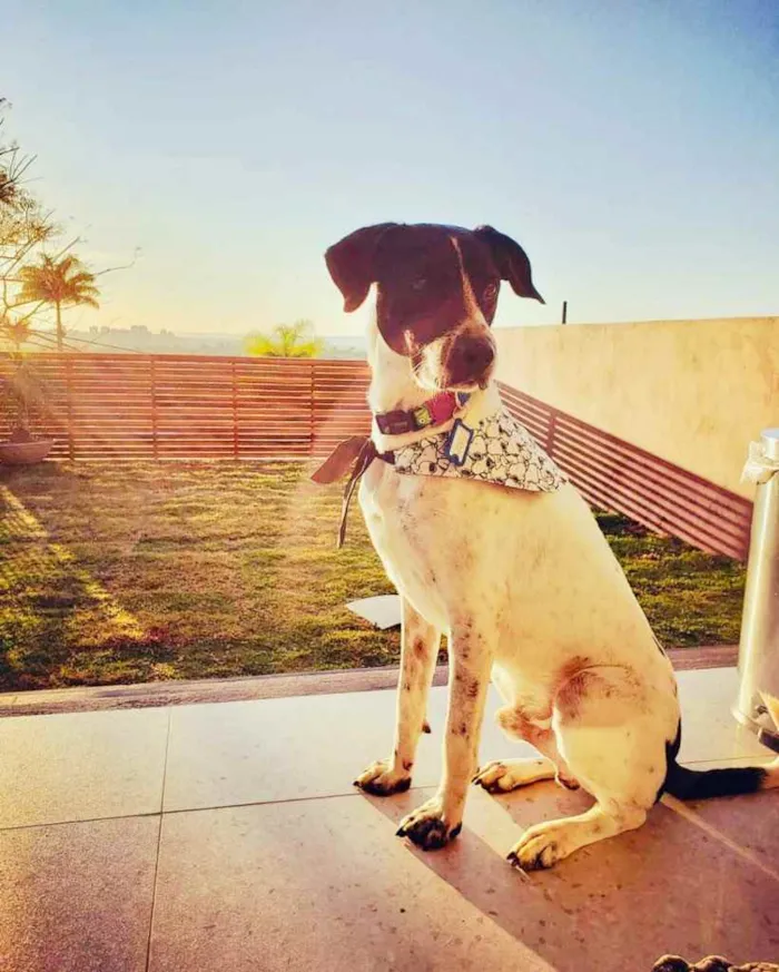 Cachorro ra a RND idade 1 ano nome Bruce