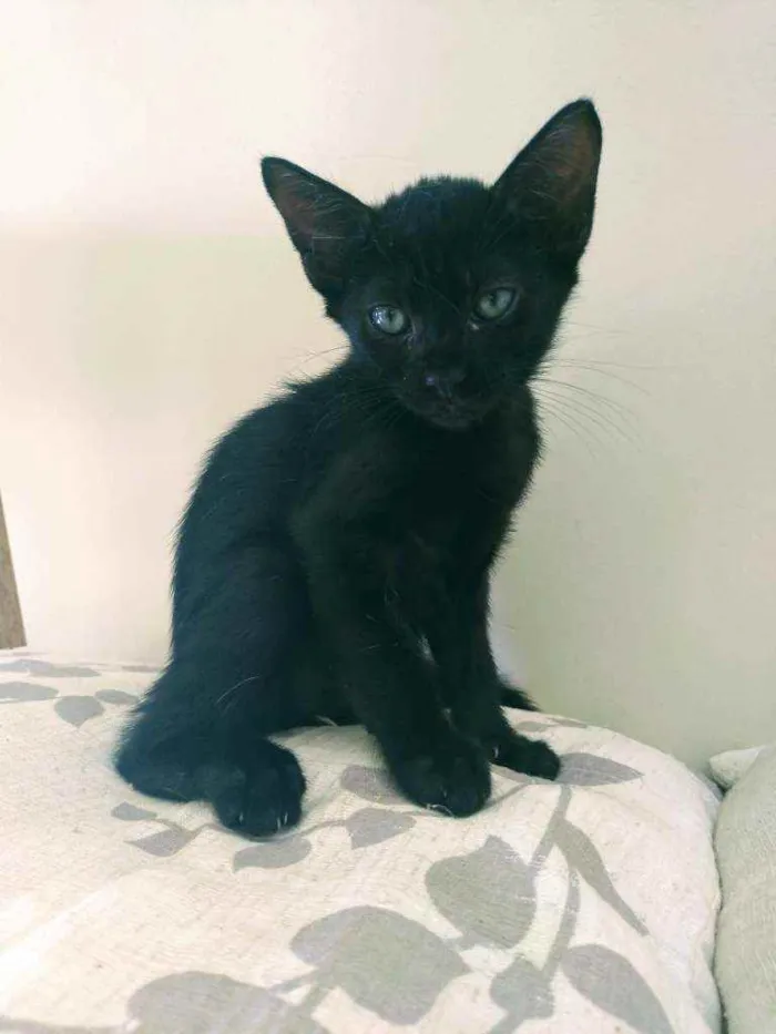Gato raça  idade 2 a 6 meses nome Benji