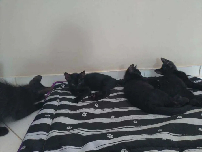 Gato raça  idade 2 a 6 meses nome Benji