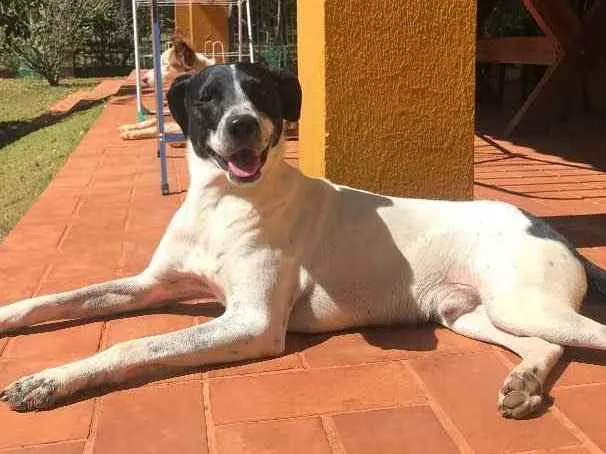 Cachorro ra a RND idade 1 ano nome Bruce