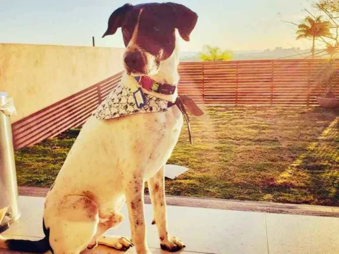 Cachorro ra a RND idade 1 ano nome Bruce