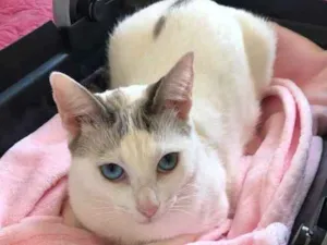Gato raça Srd idade 1 ano nome Valentina 