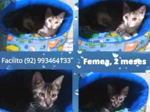 Gato raça Mestiços idade  nome Sem nome