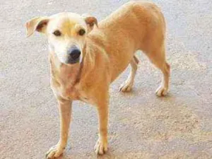 Cachorro raça Srd idade 7 a 11 meses nome Sol