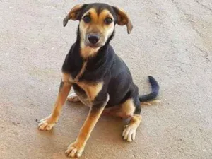 Cachorro raça Sem raça definida preta idade 7 a 11 meses nome Lua