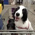 Snoopy e Nina 