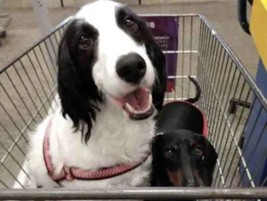 Cachorro raça Mestiços  idade 7 a 11 meses nome Snoopy e Nina 