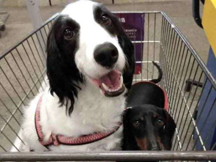 Cachorro ra a Mestiços  idade 7 a 11 meses nome Snoopy e Nina 