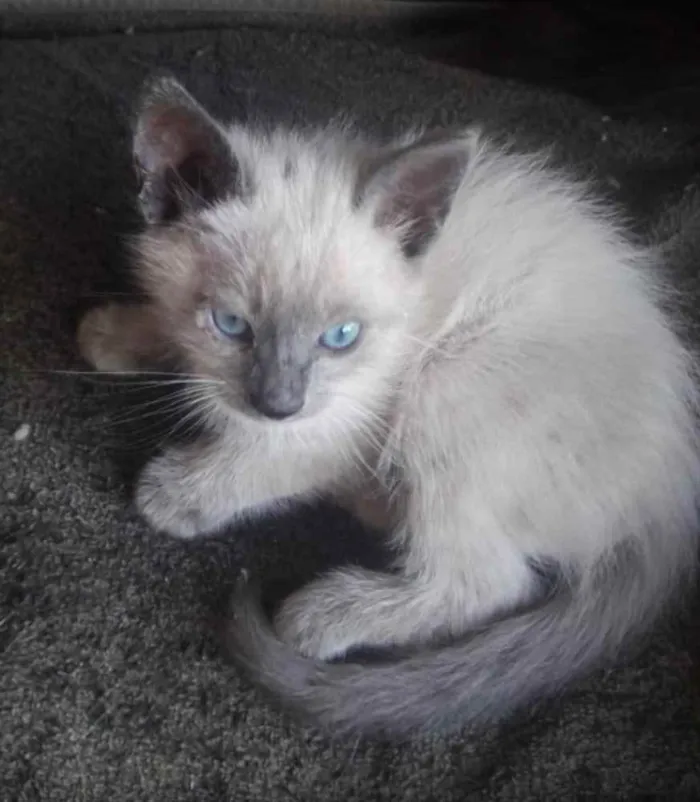 Gato ra a Mestiço  idade 2 a 6 meses nome Toquinho e Belinha 