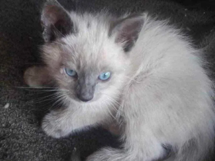 Gato ra a Mestiço  idade 2 a 6 meses nome Toquinho e Belinha 