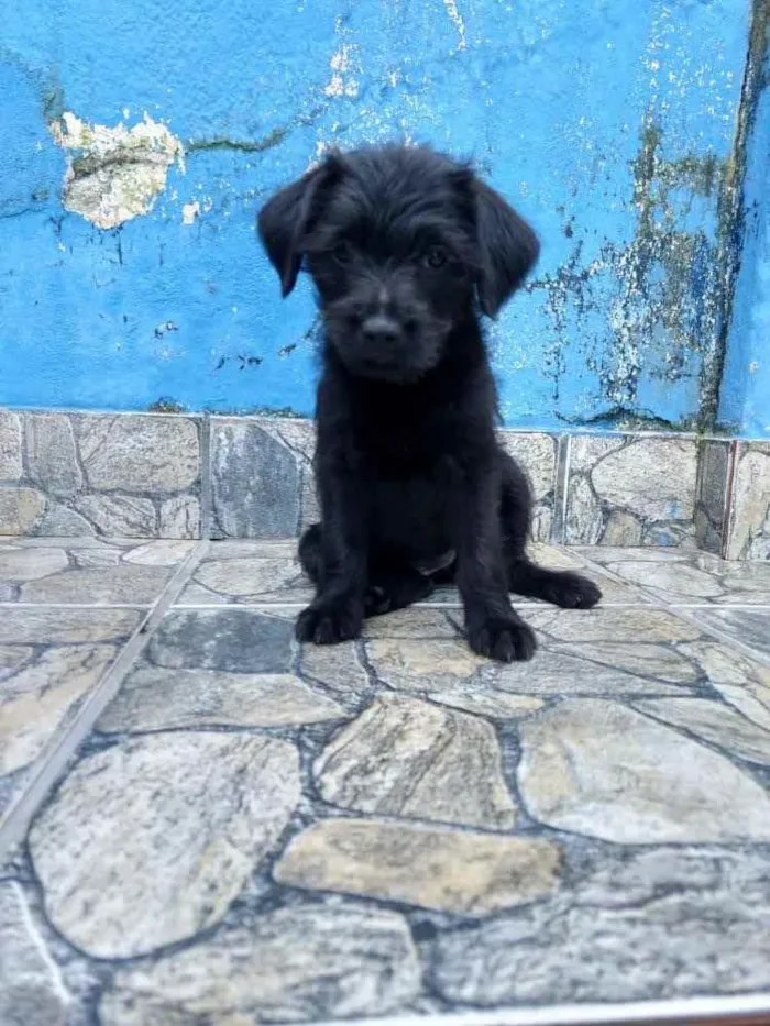 Cachorro ra a Sem raça definida idade 2 a 6 meses nome Úrsula