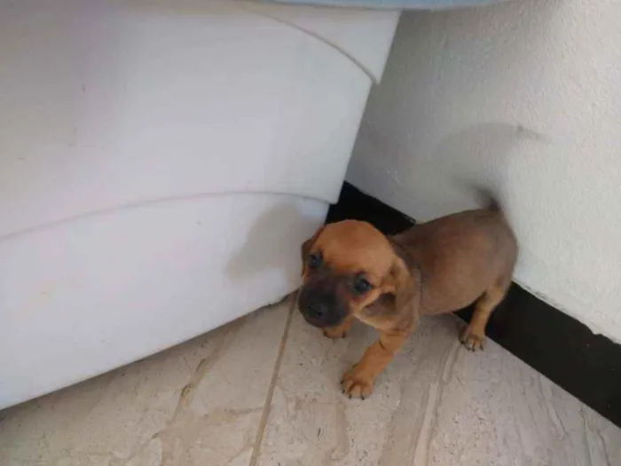 Cachorro raça SRD idade 7 a 11 meses nome Filhotes4