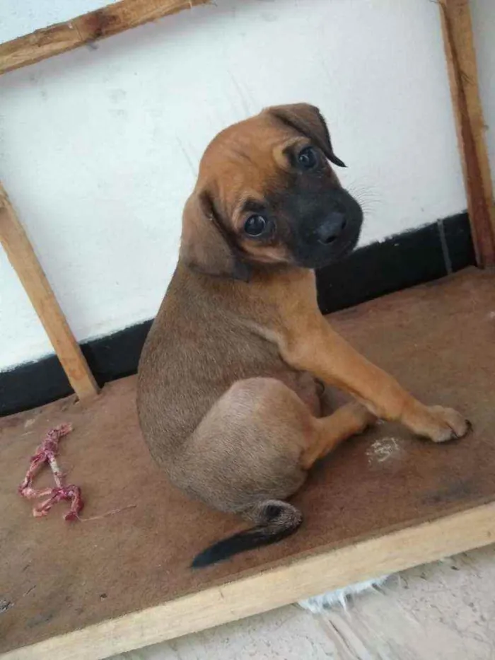 Cachorro raça SRD idade 7 a 11 meses nome Filhotes4