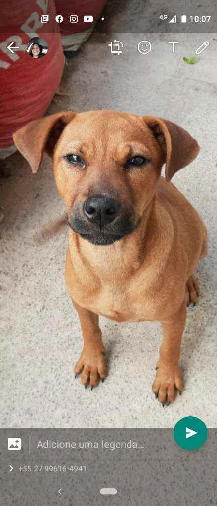 Cachorro raça SRD idade 7 a 11 meses nome Filhotes4
