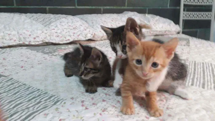 Gato raça Sem raça definida idade 2 a 6 meses nome Sem nome