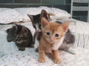Gato raça Sem raça definida idade 2 a 6 meses nome Sem nome