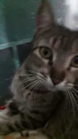 Gatuna