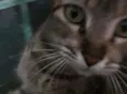 Gatuna