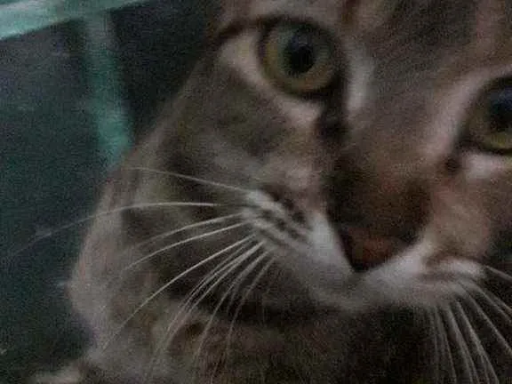 Gato raça Sem raça definida idade 2 anos nome Gatuna