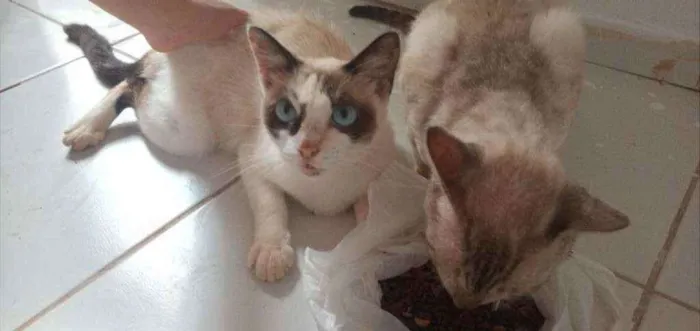 Gato ra a Misturado  idade 3 anos nome Mini pingo e raponse