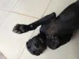 Banguela e Negão