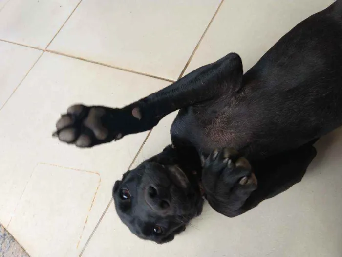 Cachorro ra a Labrador idade 2 a 6 meses nome Banguela e Negão