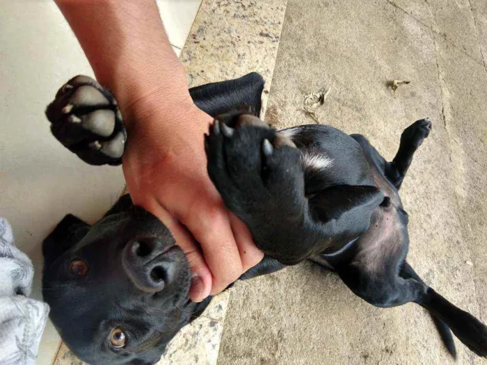 Cachorro ra a Labrador idade 2 a 6 meses nome Banguela e Negão