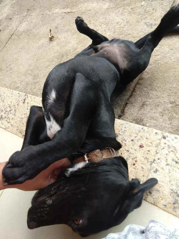 Cachorro ra a Labrador idade 2 a 6 meses nome Banguela e Negão