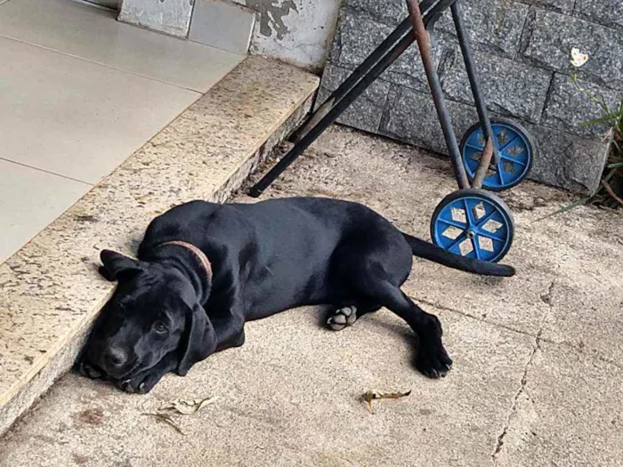 Cachorro ra a Labrador idade 2 a 6 meses nome Banguela e Negão