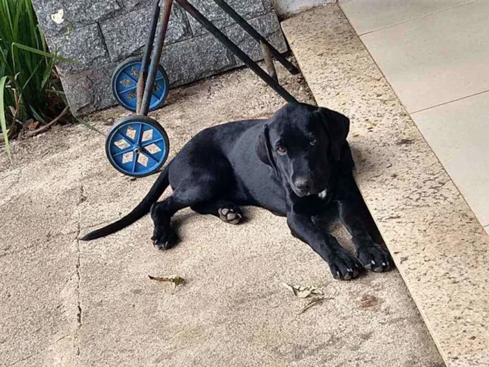 Cachorro ra a Labrador idade 2 a 6 meses nome Banguela e Negão