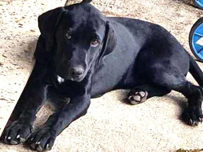 Cachorro ra a Labrador idade 2 a 6 meses nome Banguela e Negão