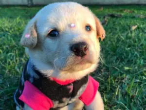 Cachorro raça Sem raça definida idade Abaixo de 2 meses nome SERENA