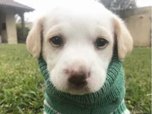 Cachorro raça Sem raça definida  idade Abaixo de 2 meses nome ALVIN