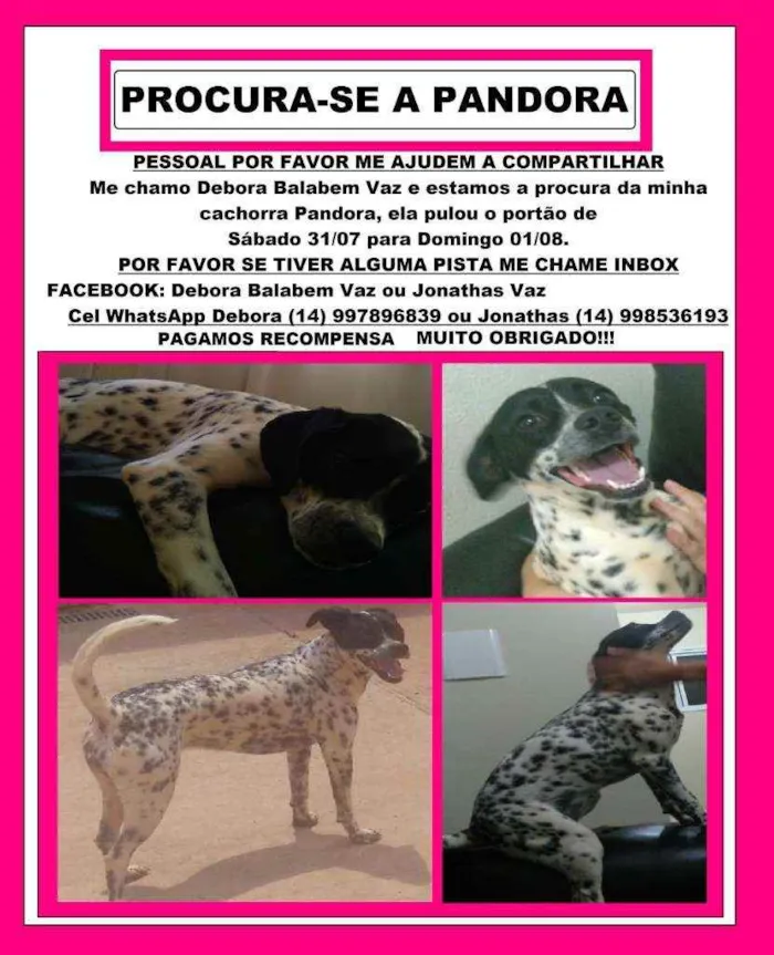 Cachorro ra a Indefinida (perdigueiro e box) idade 4 anos nome Pandora