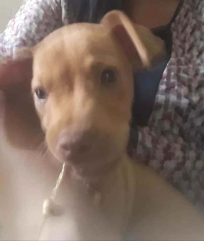 Cachorro ra a Indefinida nariz "vermelho" idade 2 a 6 meses nome Sol