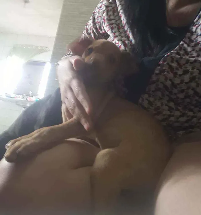 Cachorro ra a Indefinida nariz "vermelho" idade 2 a 6 meses nome Sol