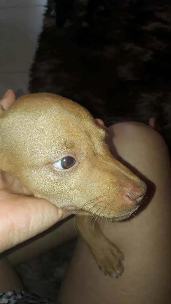 Cachorro ra a Indefinida nariz "vermelho" idade 2 a 6 meses nome Sol