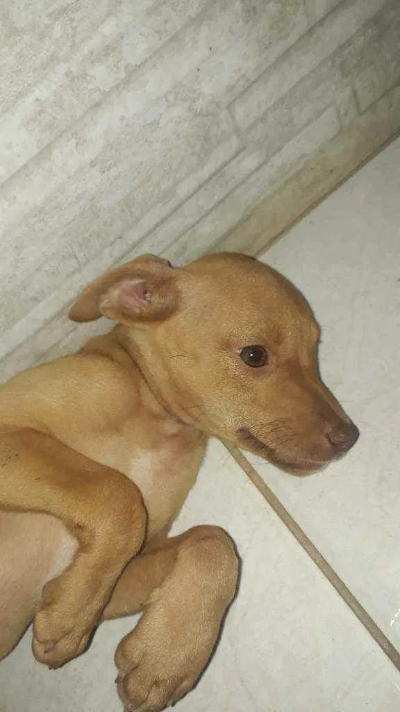 Cachorro ra a Indefinida nariz "vermelho" idade 2 a 6 meses nome Sol