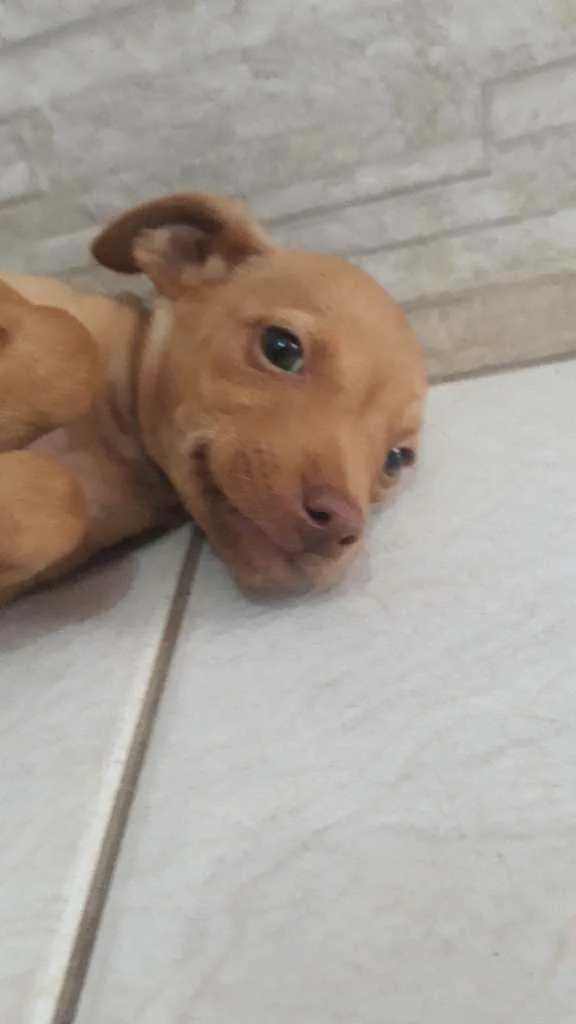 Cachorro ra a Indefinida nariz "vermelho" idade 2 a 6 meses nome Sol