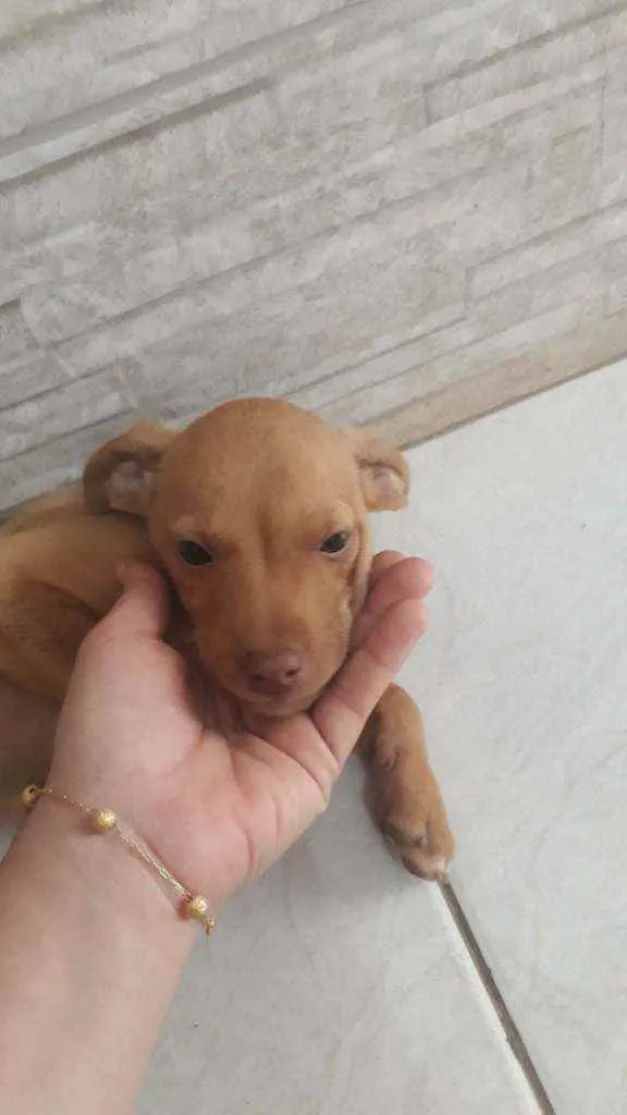 Cachorro ra a Indefinida nariz "vermelho" idade 2 a 6 meses nome Sol