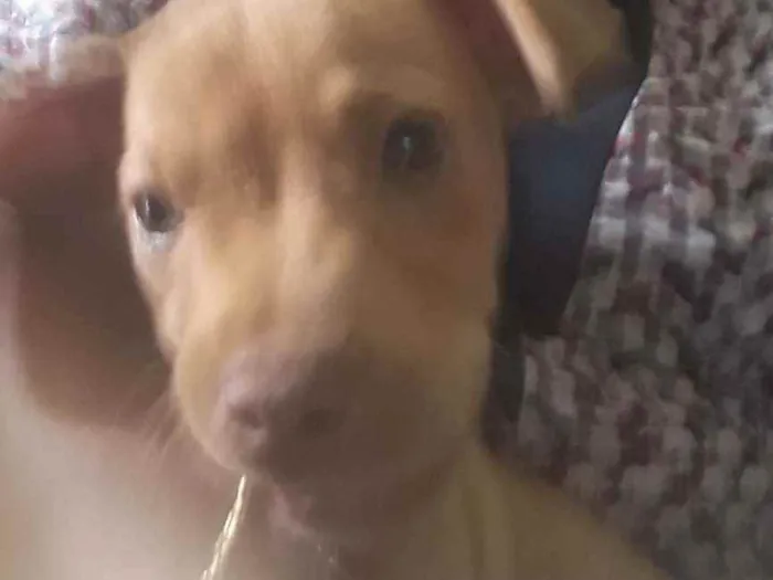 Cachorro ra a Indefinida nariz "vermelho" idade 2 a 6 meses nome Sol